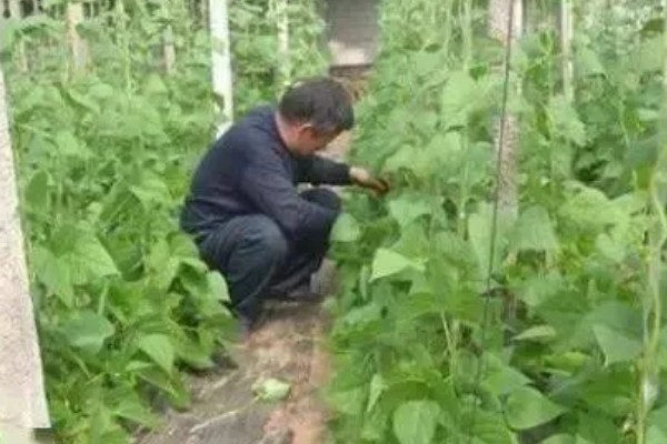 豆角何时施肥,生长期间每隔7天追肥一次