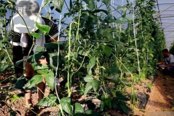 豆角何时施肥,生长期间每隔7天追肥一次