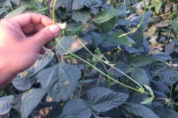 豆角何时施肥,生长期间每隔7天追肥一次