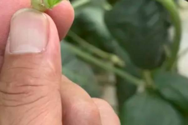 豆角何时施肥,生长期间每隔7天追肥一次