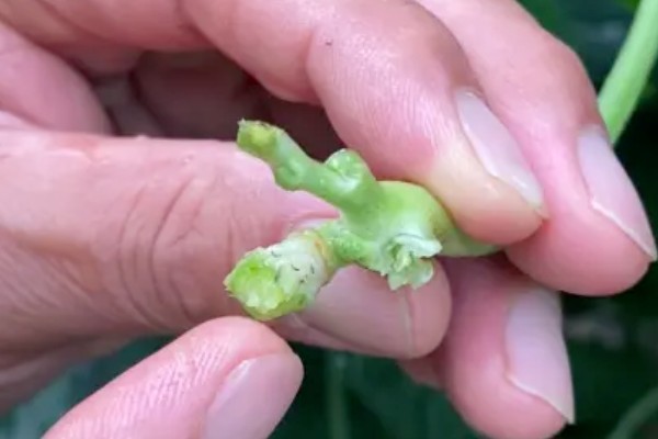 豆角何时施肥,生长期间每隔7天追肥一次