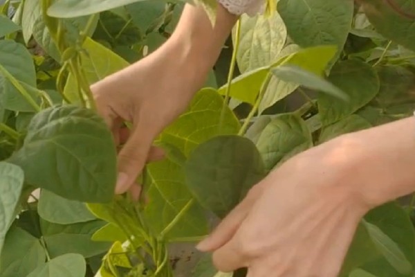 豆角何时施肥,生长期间每隔7天追肥一次
