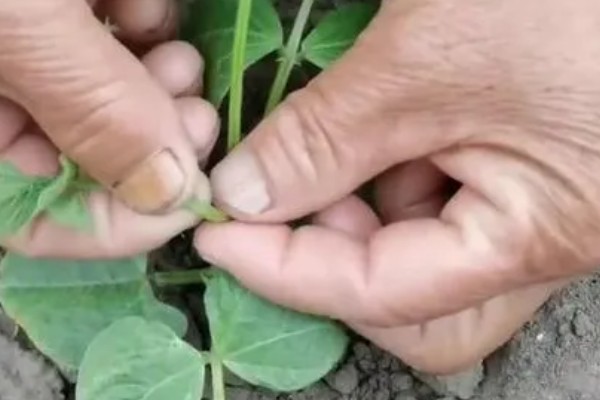 豆角何时施肥,生长期间每隔7天追肥一次