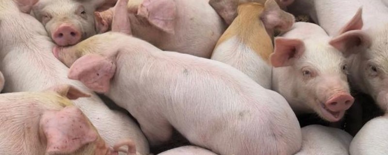 夏季出生的小猪要不要使用保温灯，晚上保温可避免小猪感冒