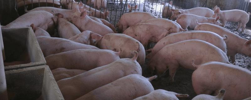 养猪的相关知识，控制饲料成本才能提高利润