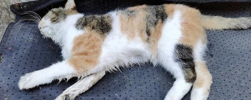 猫睡觉时为什么腿在抽搐，可能是睡眠浅或缺钙