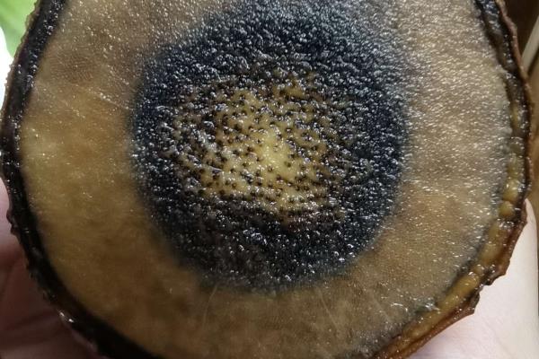 巴西木底部发黑如何处理，需要控制好容器内的水量