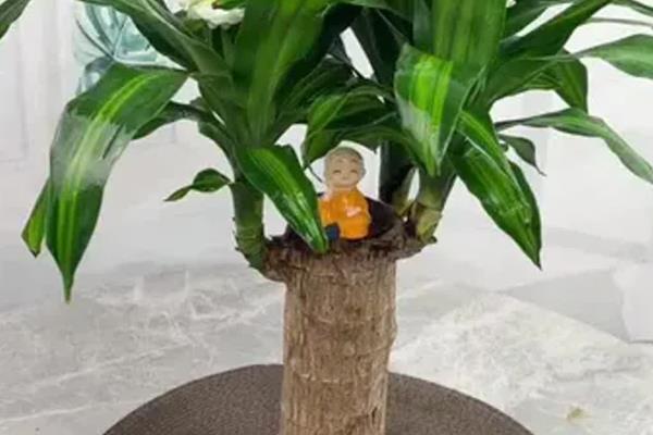 巴西木底部发黑如何处理，需要控制好容器内的水量