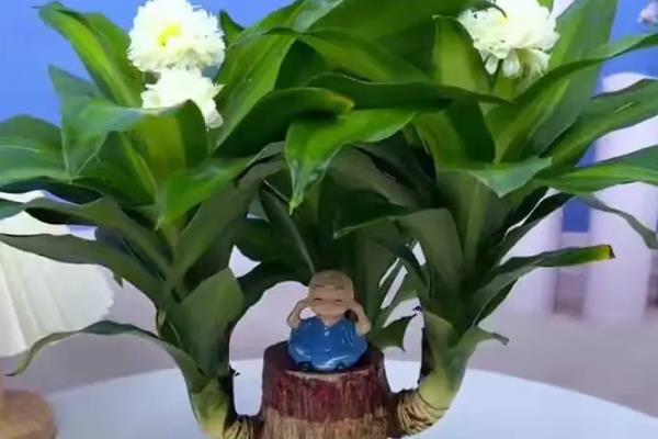 巴西木底部发黑如何处理，需要控制好容器内的水量