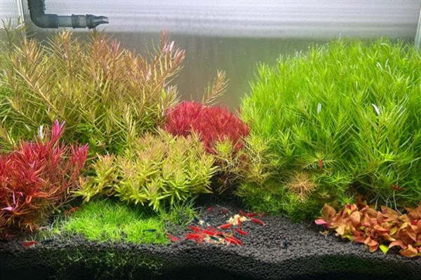 水草长气根说明草活了吗,说明已经开始进行生命活动了