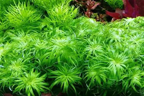 水草长气根说明草活了吗,说明已经开始进行生命活动了