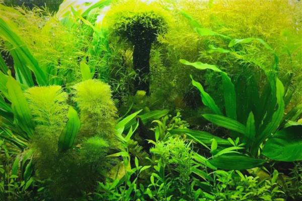 水草长气根说明草活了吗,说明已经开始进行生命活动了