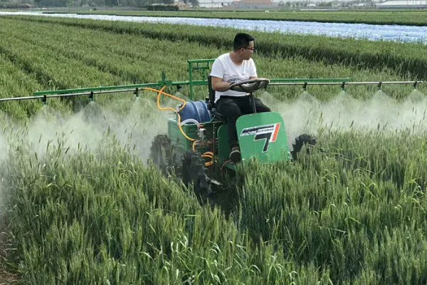 小麦扬花灌浆期的管理方法，要加强肥水管理
