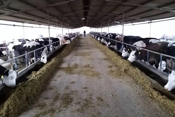 发酵饲料喂牛的好处，营养价值高且容易消化