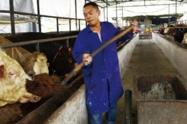 发酵饲料喂牛的好处，营养价值高且容易消化