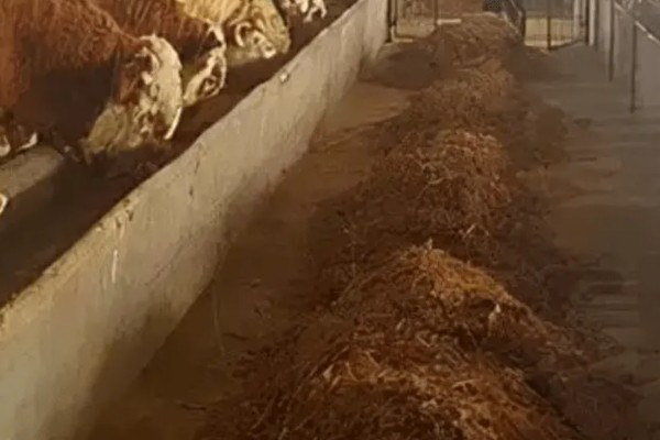 发酵饲料喂牛的好处，营养价值高且容易消化