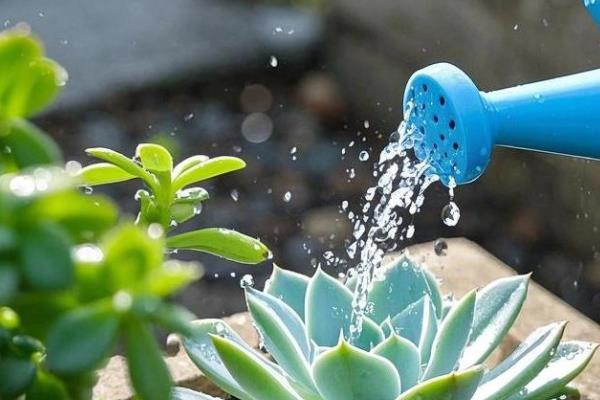 为什么植物要浇水,水分为光合作用的原料