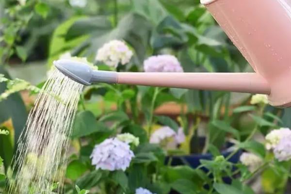 为什么植物要浇水,水分为光合作用的原料