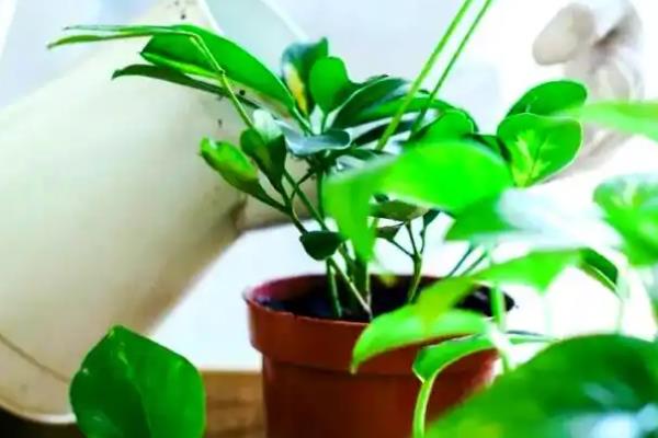为什么植物要浇水,水分为光合作用的原料