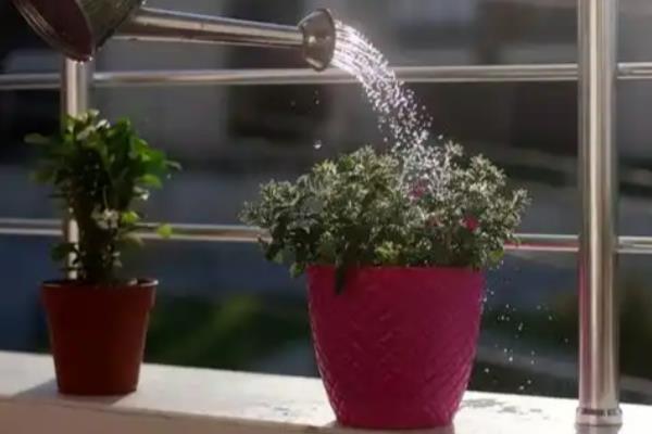 为什么植物要浇水,水分为光合作用的原料