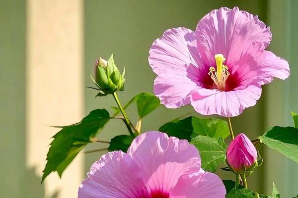 如何扦插芙蓉花，建议在春天进行