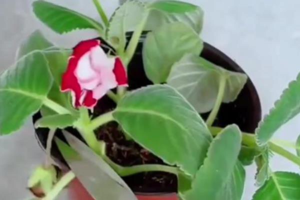 如何扦插芙蓉花，建议在春天进行
