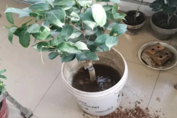 刚买的茶花怎么栽种成活率高,要在土壤中施加腐熟的饼肥