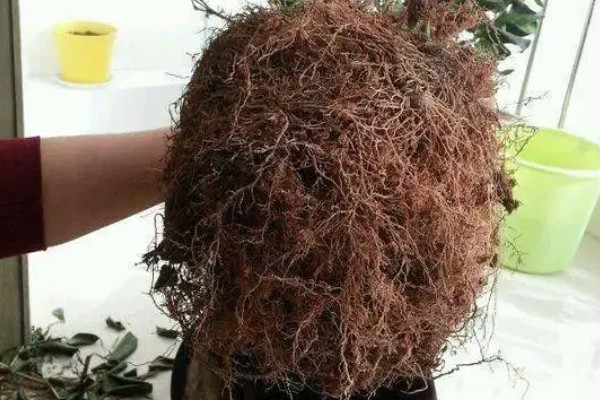 刚买的茶花怎么栽种成活率高,要在土壤中施加腐熟的饼肥