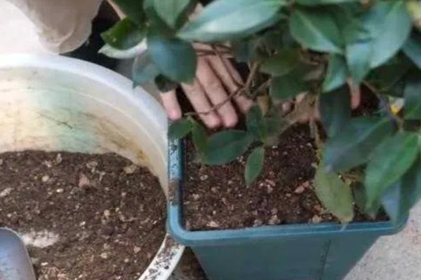 刚买的茶花怎么栽种成活率高,要在土壤中施加腐熟的饼肥