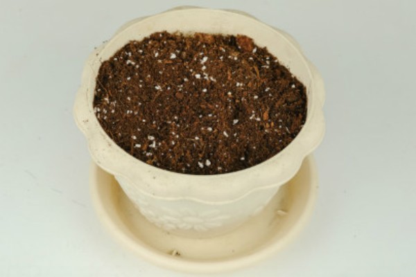 刚买的茶花怎么栽种成活率高,要在土壤中施加腐熟的饼肥