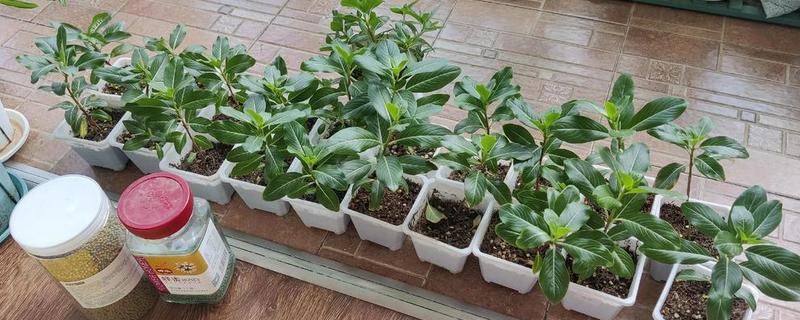 长春花的移栽方法，建议在春秋两季移栽