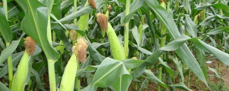 春喜533玉米品种简介，拔节期注意防治玉米螟虫