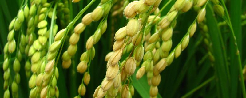 信优香糯9108水稻种子介绍，每亩有效穗12.9万穗
