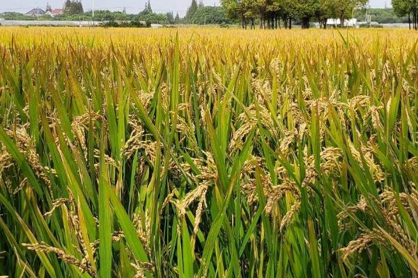 万象优657水稻品种简介,秧田播种量每亩10.0千克