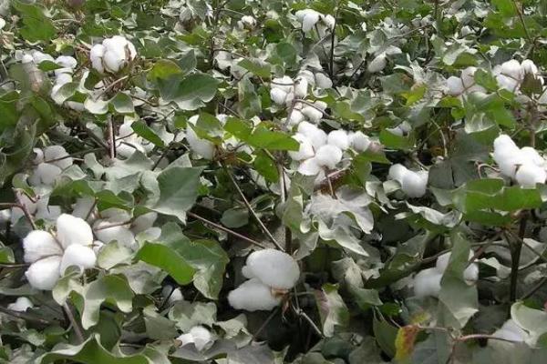 中棉所9703棉花种子特征特性，播种期在5月10日至6月5日