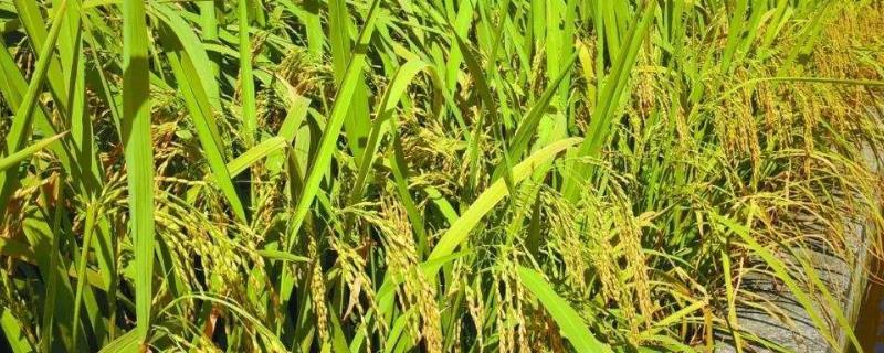 南粳702水稻种子特点，全生育期154.5天