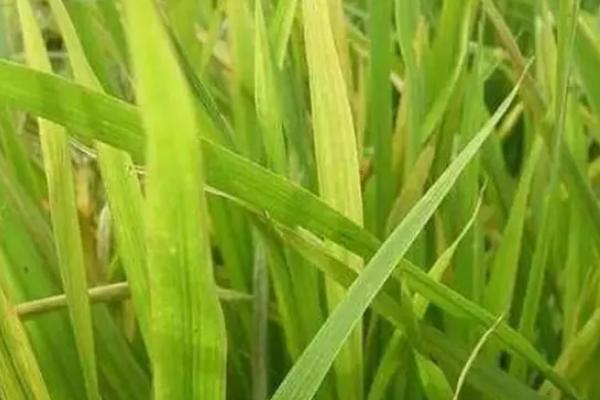 甬优139水稻品种简介，籼型三系杂交水稻品种