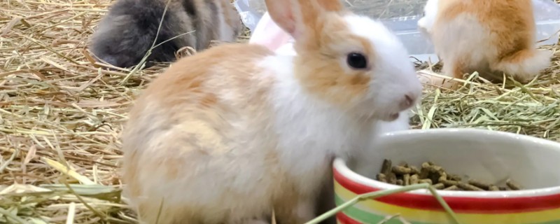 兔子腿断了会不会自愈，是不会自己愈合的