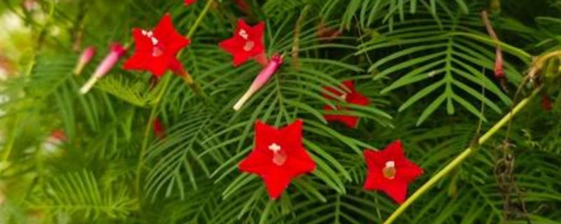 五角星花的养殖方法，春秋冬三季给予全日照