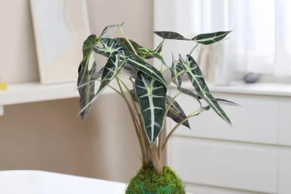小仙女植物叶子发黄的原因,可能是光照过强所致