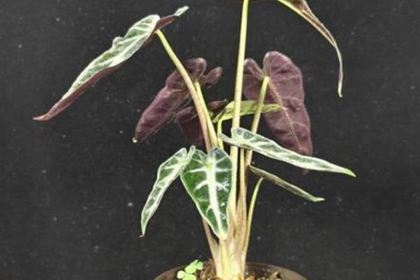 小仙女植物叶子发黄的原因,可能是光照过强所致