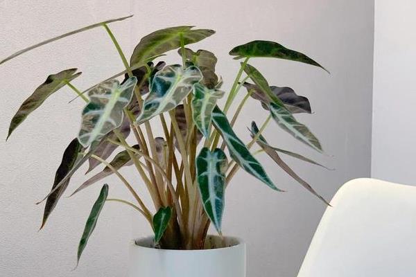 小仙女植物叶子发黄的原因,可能是光照过强所致
