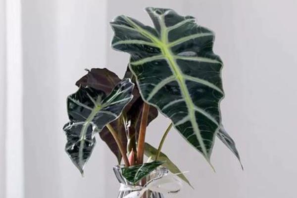 小仙女植物叶子发黄的原因,可能是光照过强所致