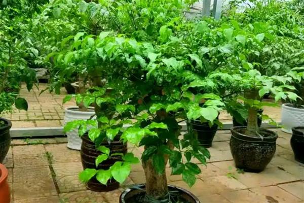 幸福树的作用，具有观赏价值、净化空气等