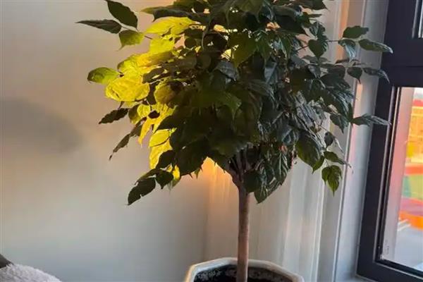 幸福树的作用，具有观赏价值、净化空气等