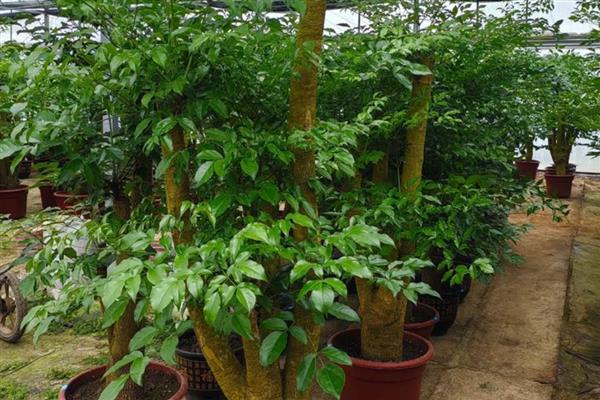 幸福树的作用，具有观赏价值、净化空气等