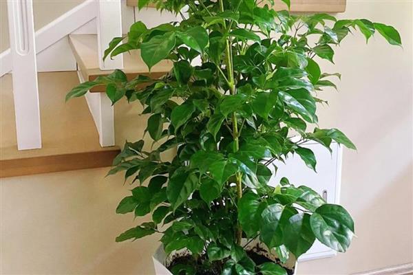 幸福树的作用，具有观赏价值、净化空气等