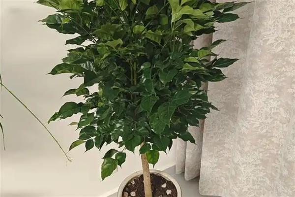幸福树的作用，具有观赏价值、净化空气等