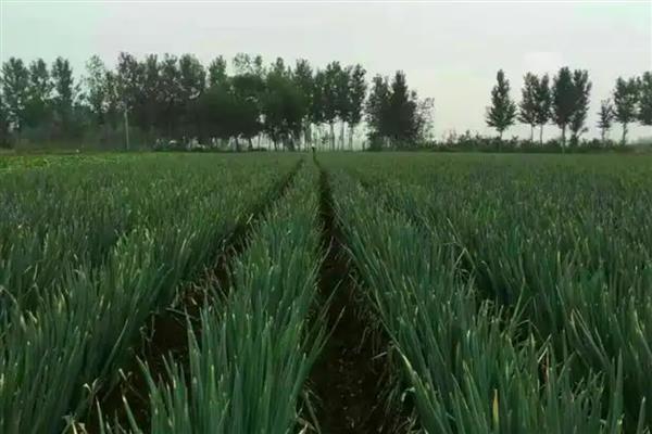 葱烂根的原因，可能是根部积水所致
