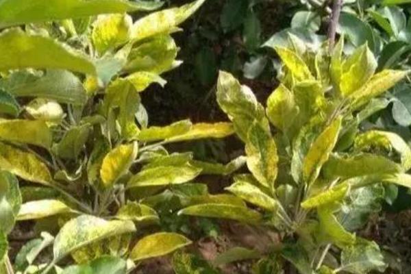 植物缺钾有什么症状,会出现生长缓慢等症状